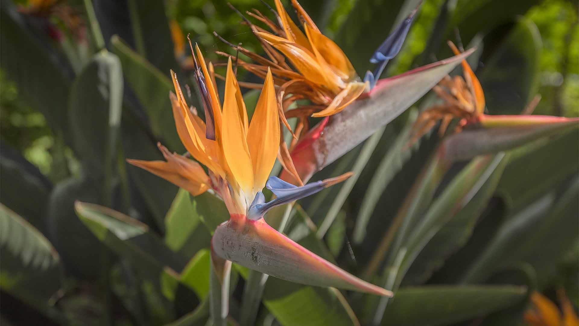 Jardín de la Quinta Magnolia 5