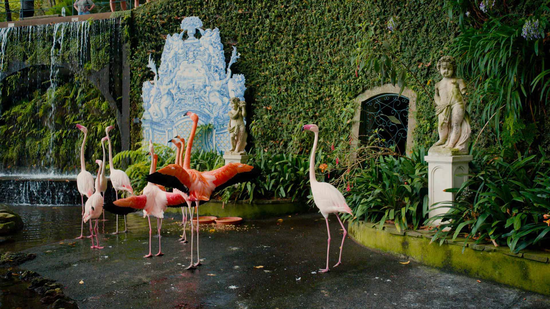 Flamants parmi la végétation au Jardin Tropical Monte Palace Madeira.