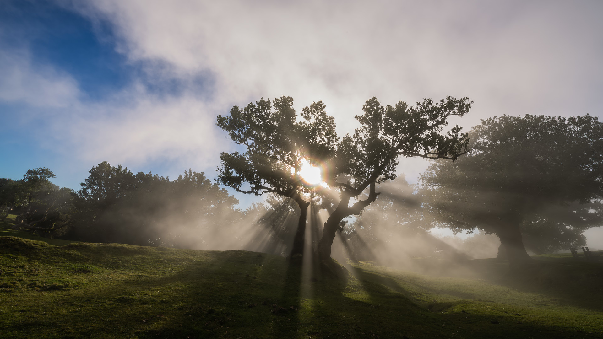 madeira natur  1