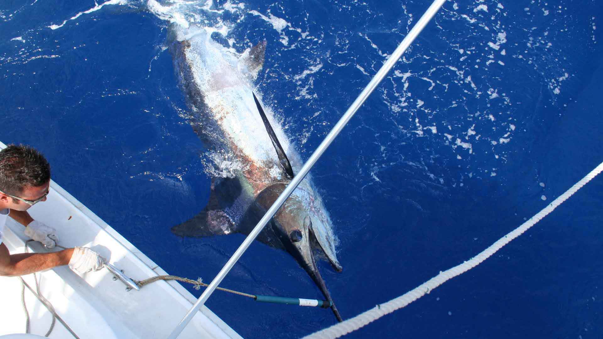 madeira sport fishing 4