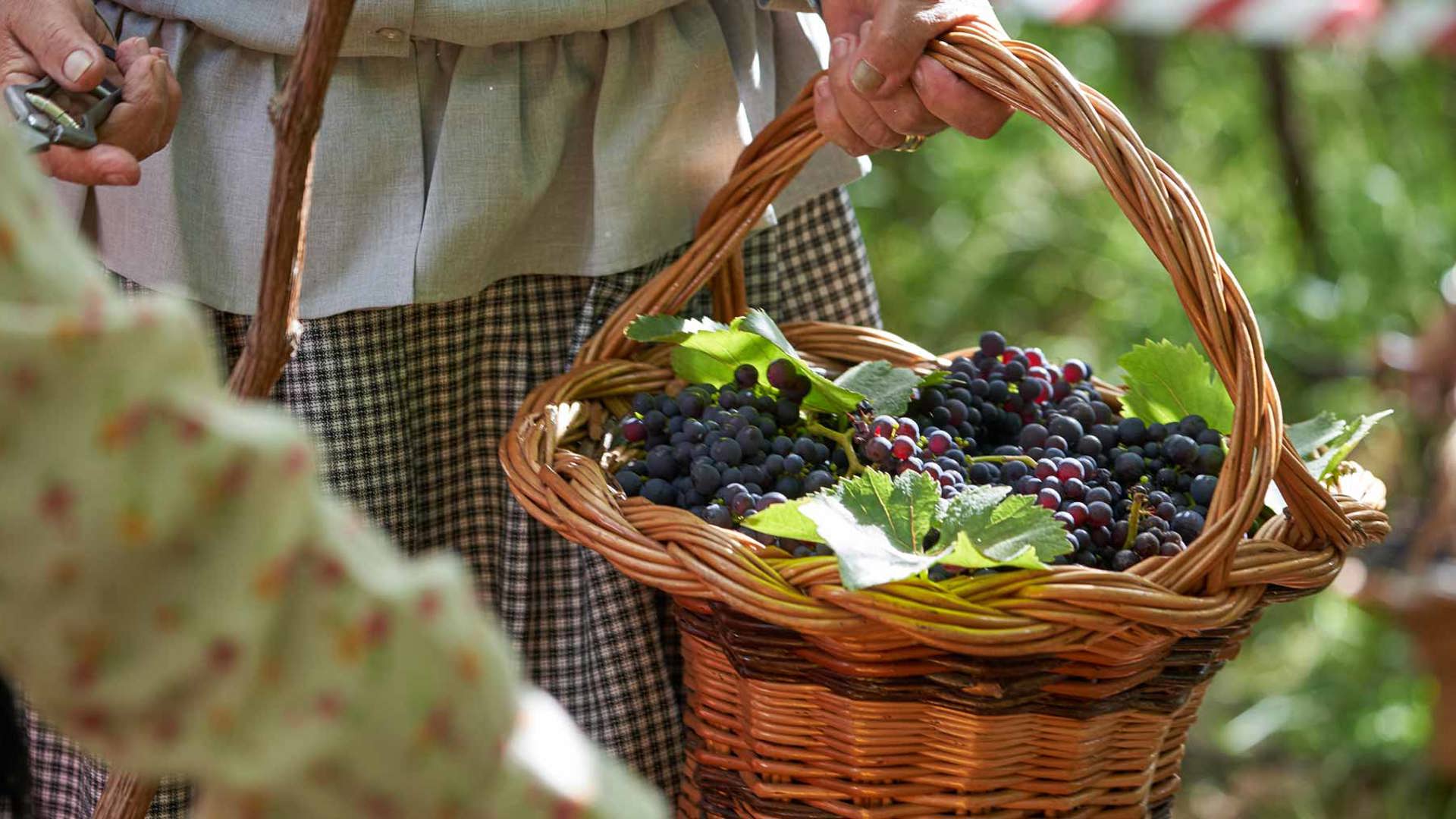 Persona durante la vendimia con un cesto lleno de uvas, en la isla de Madeira.