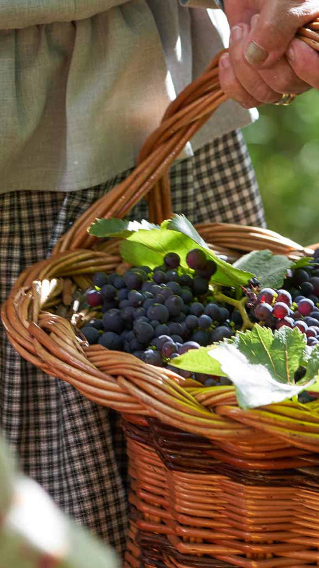 Person harvesting grapes with a basket full of grapes on Madeira Island.