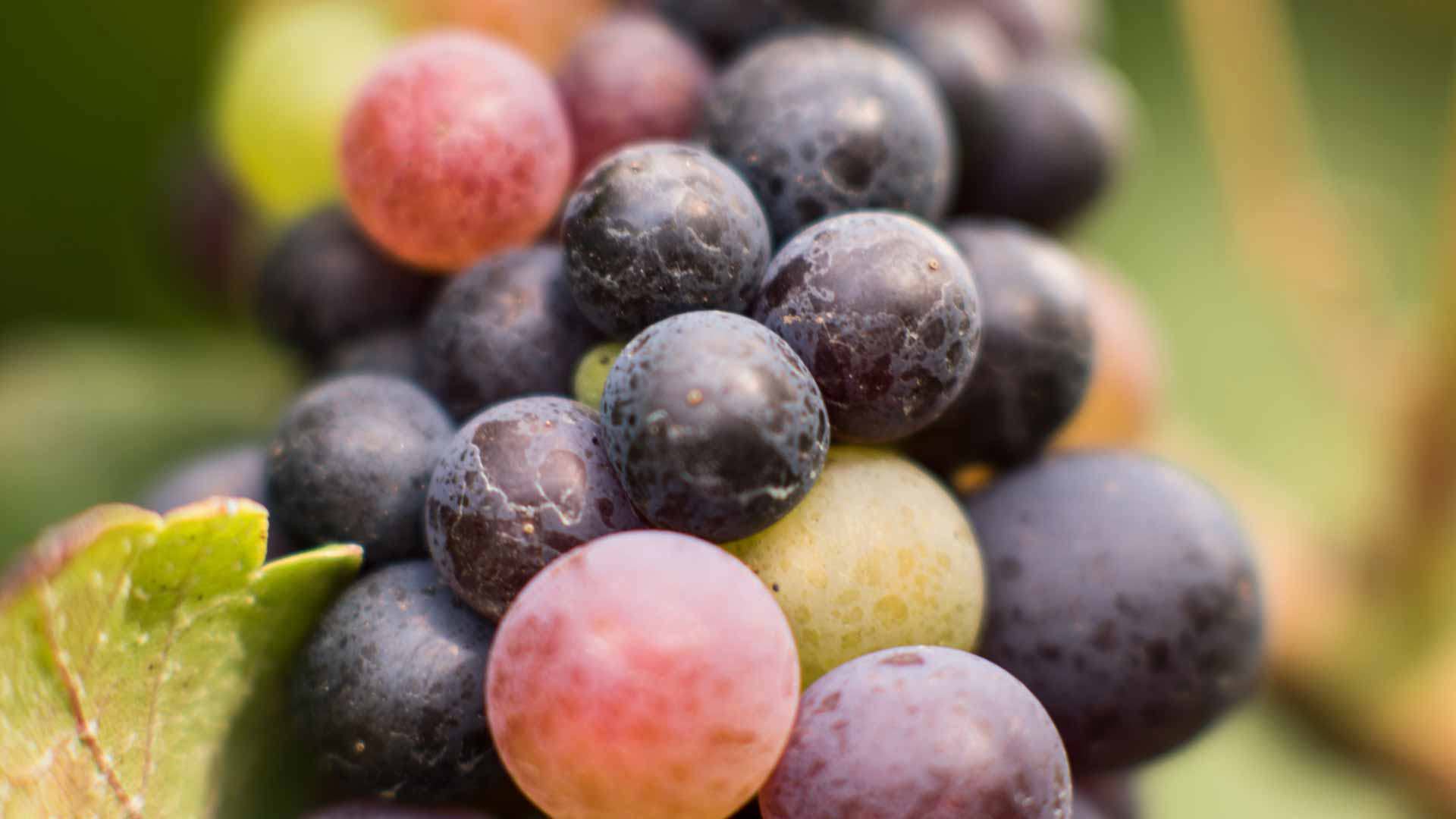 Grapes used for Madeira wine production on Madeira Island.