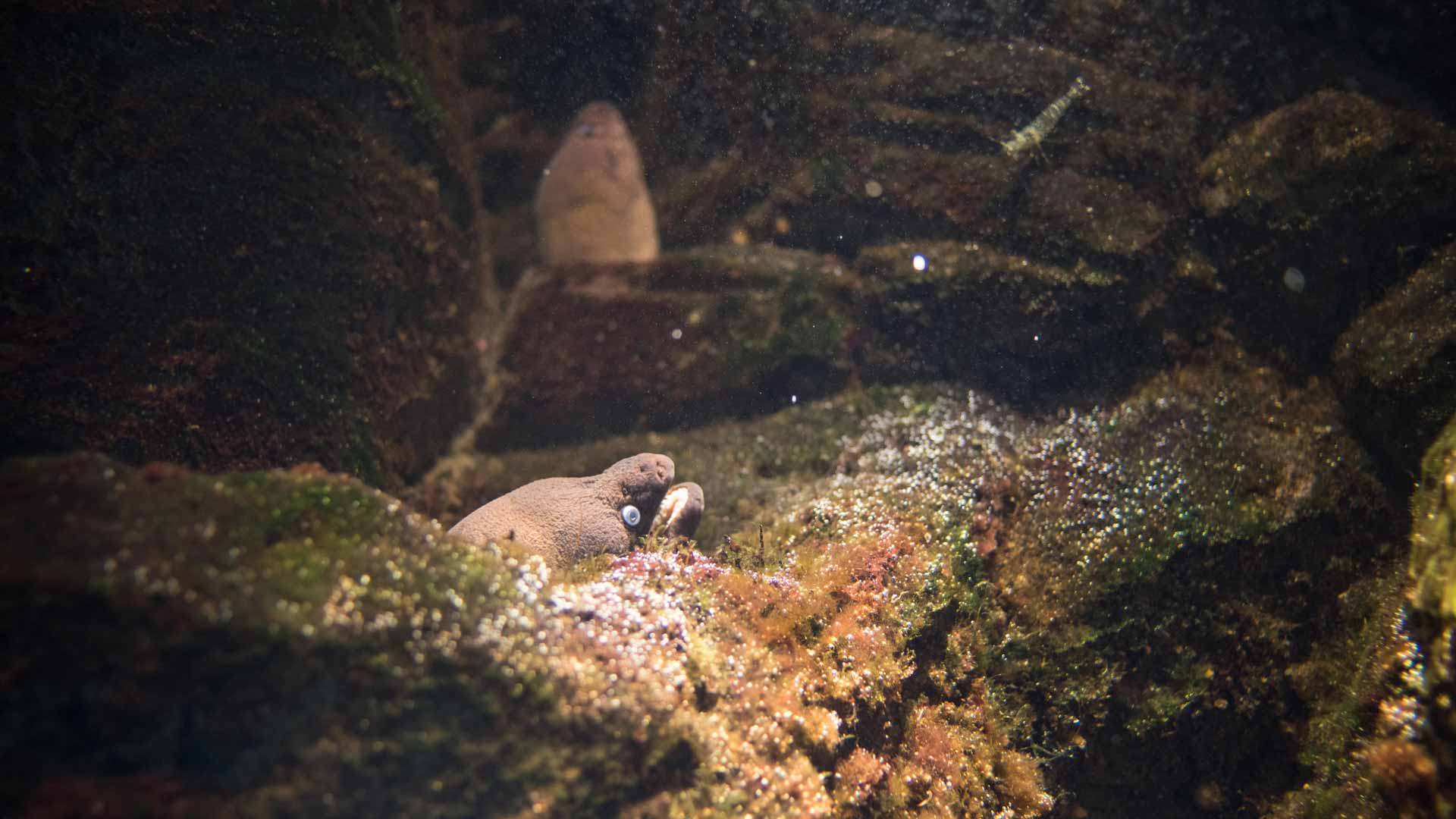 Moray eel hiding inside the aquarium among rocks.