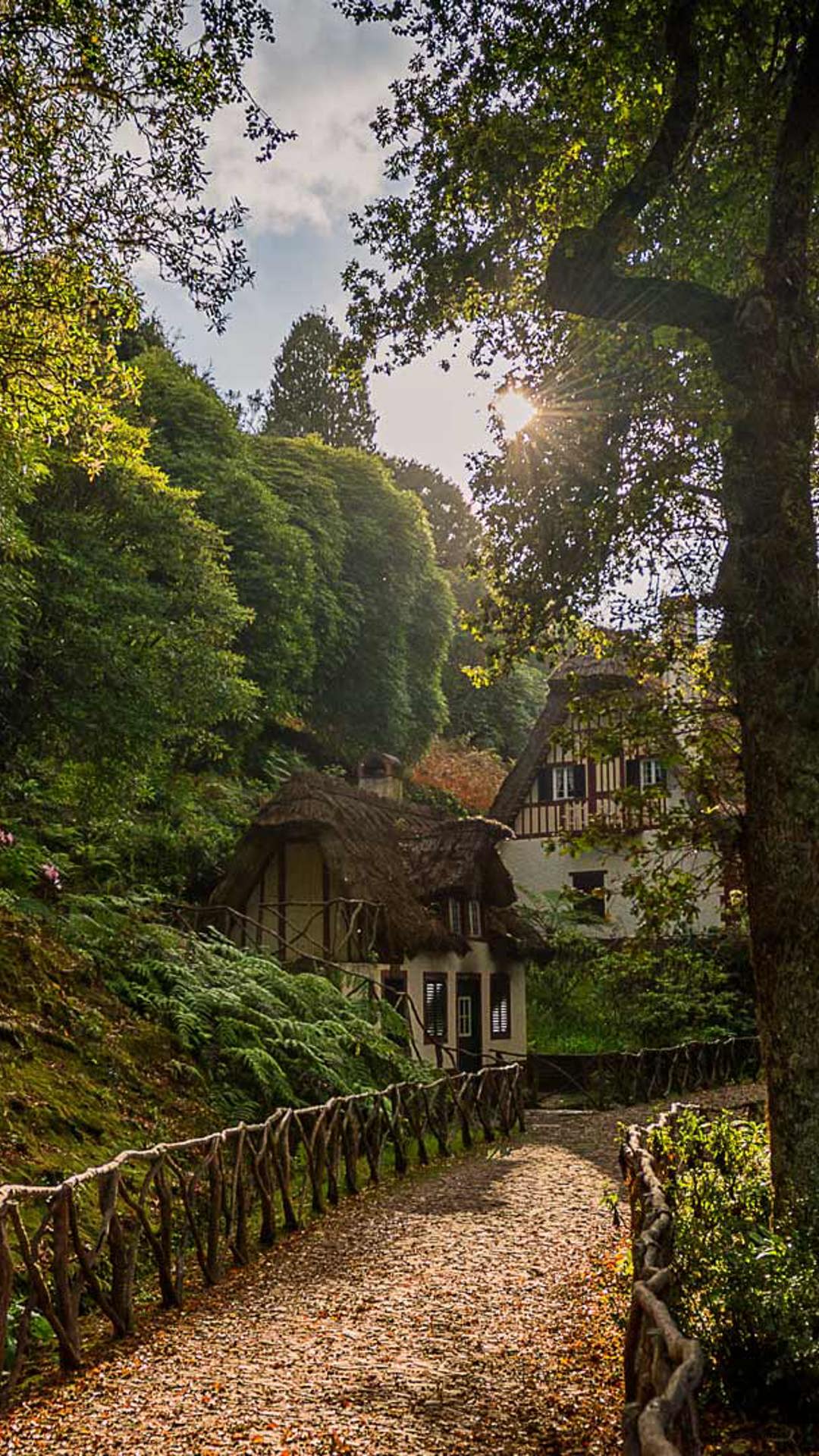 Trilho de terra rodeado de árvores na floresta da Madeira.