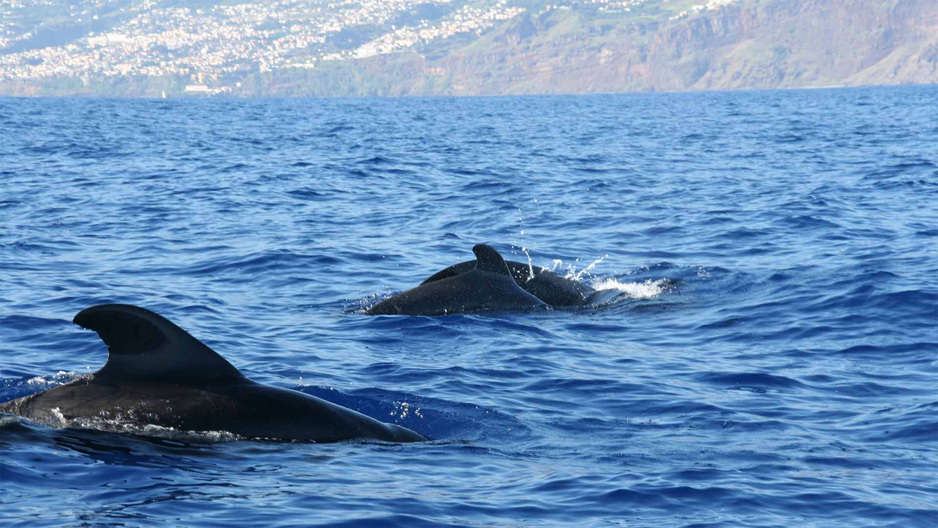 whale watching madeira 11