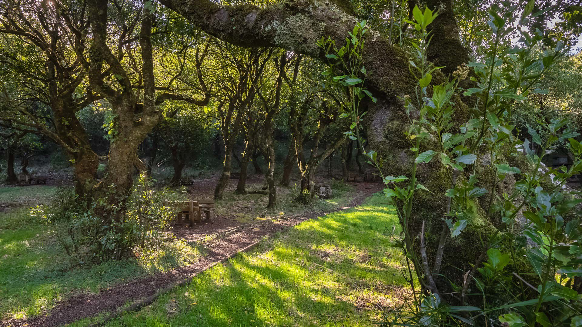 Bosque de laurisilva