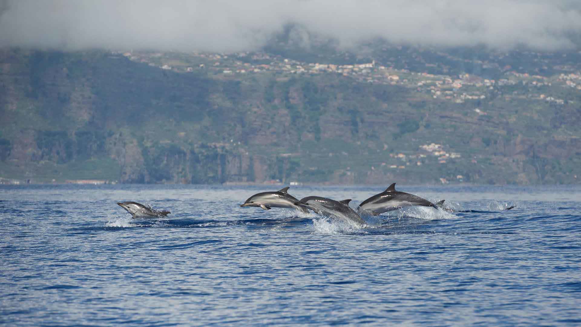 Observación de ballenas y delfines en Calheta 5