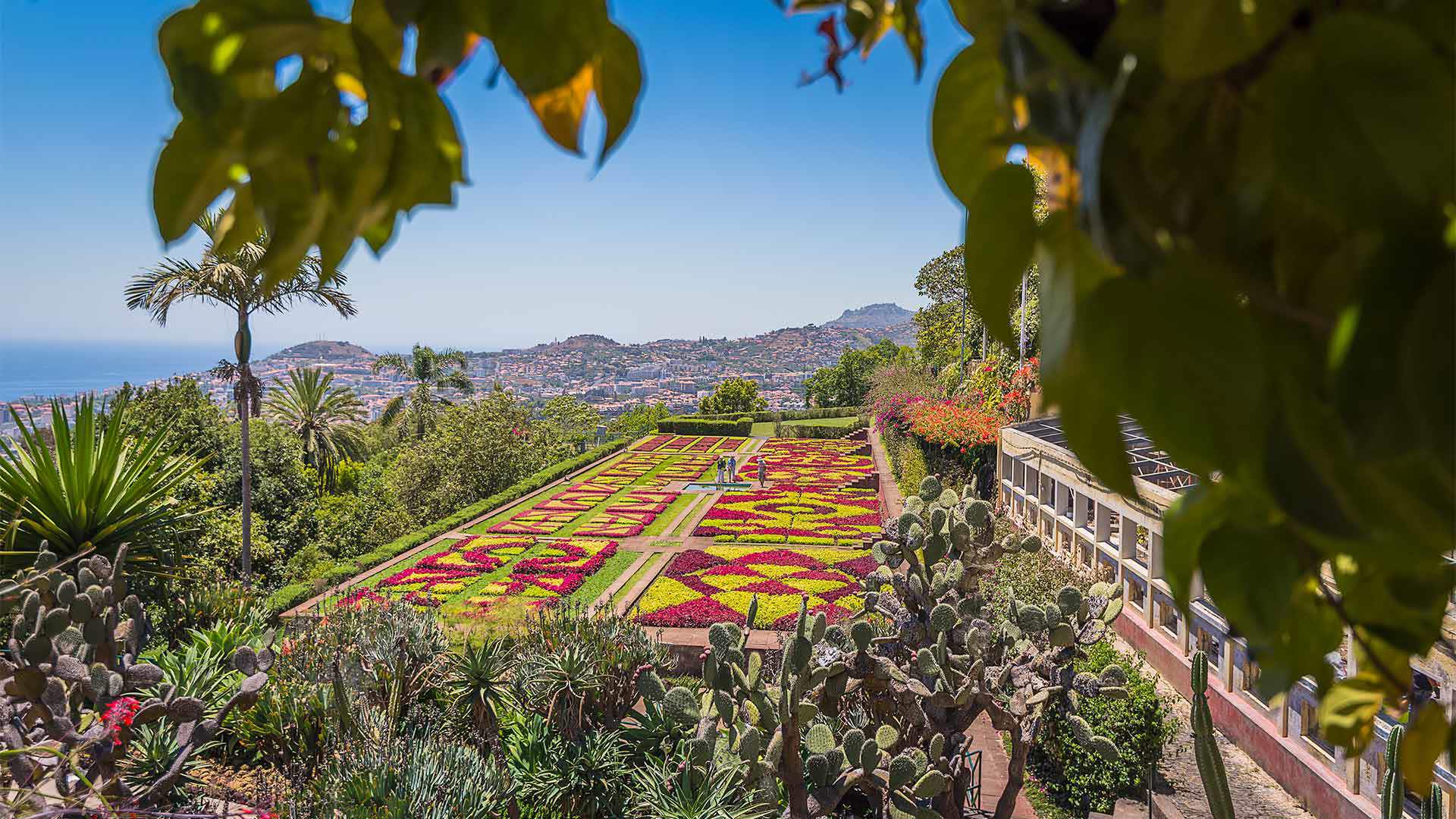 Fleurs colorées au Jardin botanique avec vue sur Funchal, sur l'île de Madère.