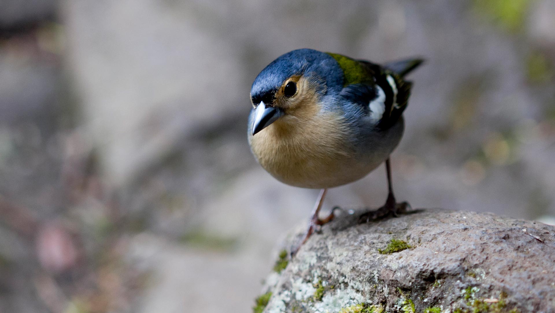Blue bird perched on a rock.