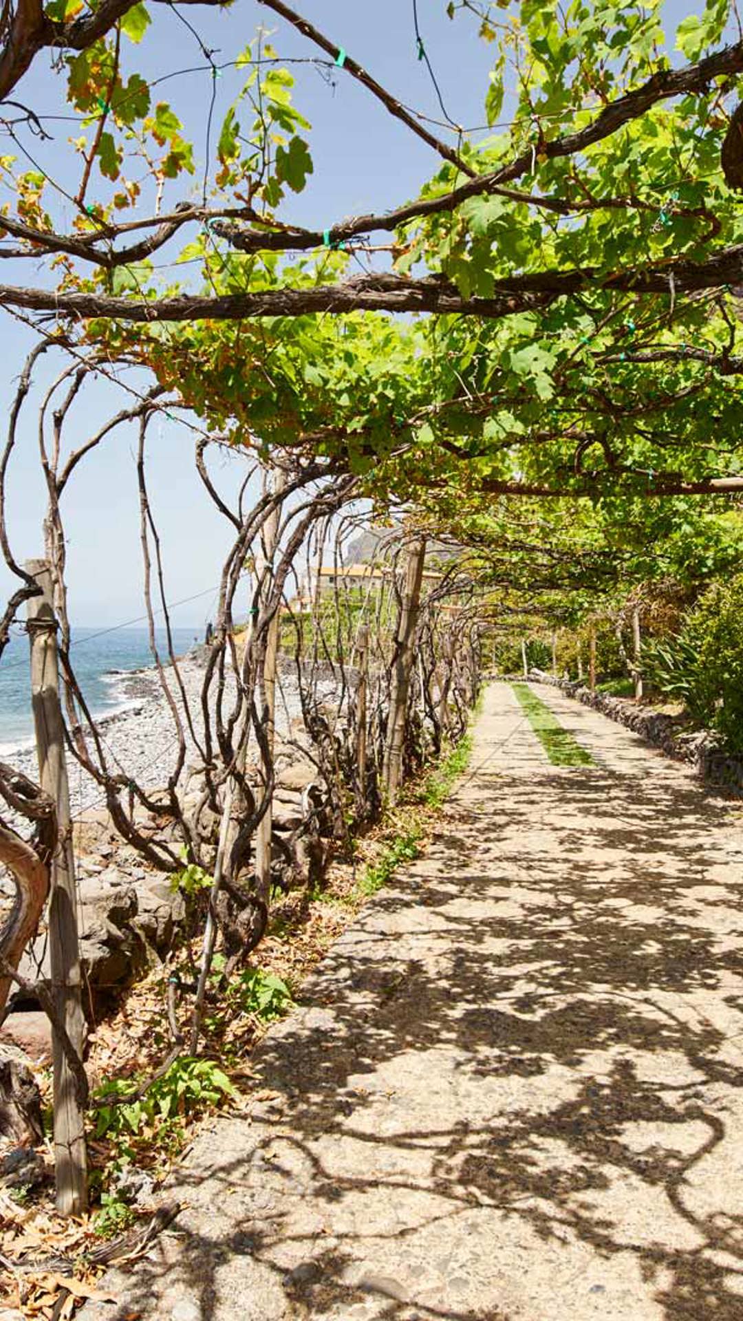 Vineyards overlooking the ocean on Madeira Island.