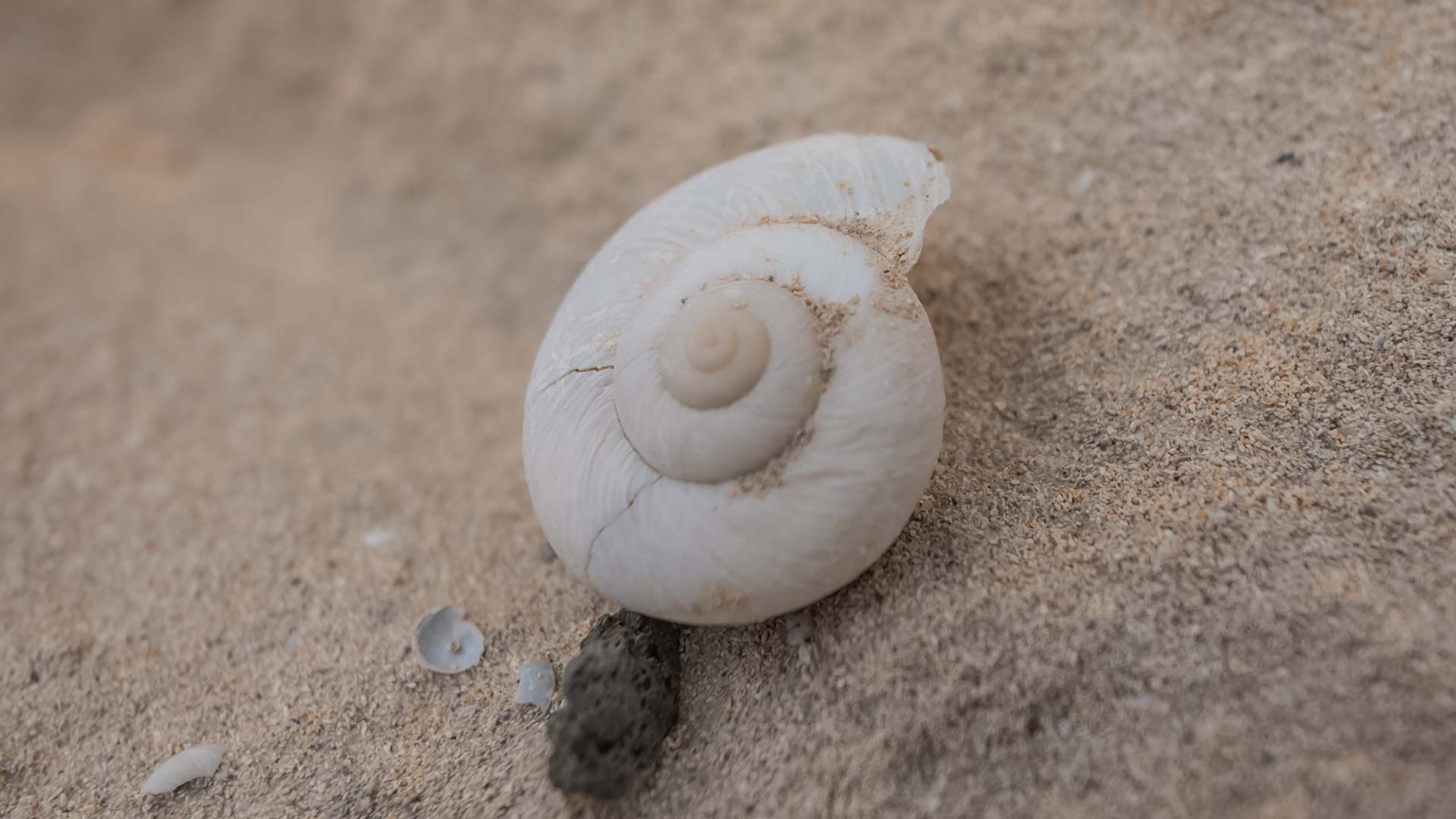 Seashell on the sand.