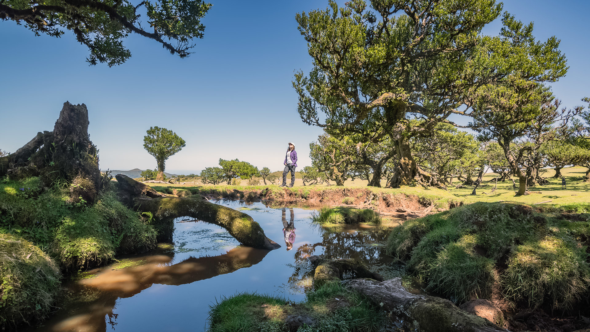 Person by a lake with a tree in the natural landscape of Madeira.