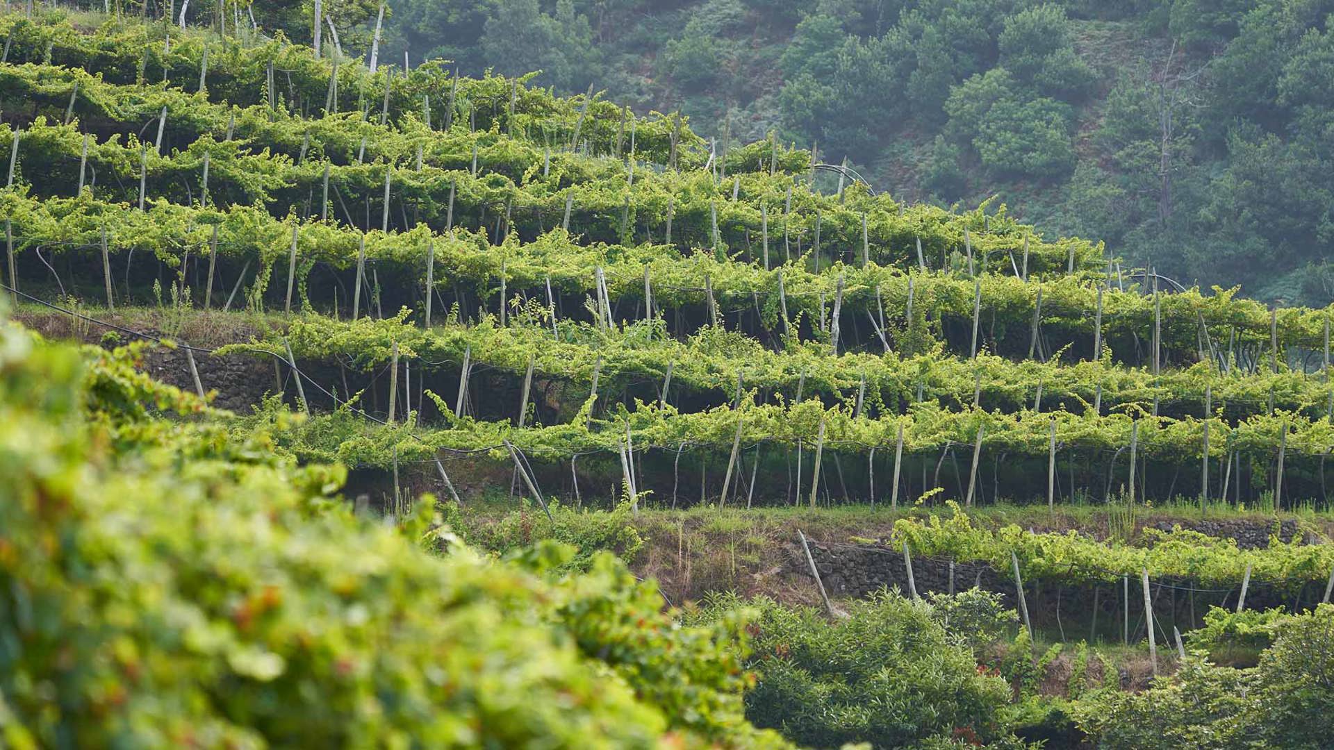 Vineyards on the coast of Madeira Island surrounded by nature.
