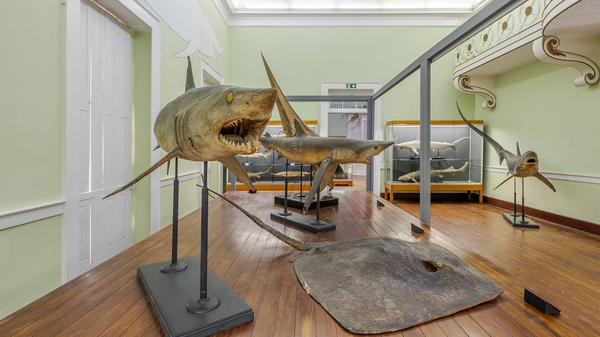 museu de história natural funchal 6