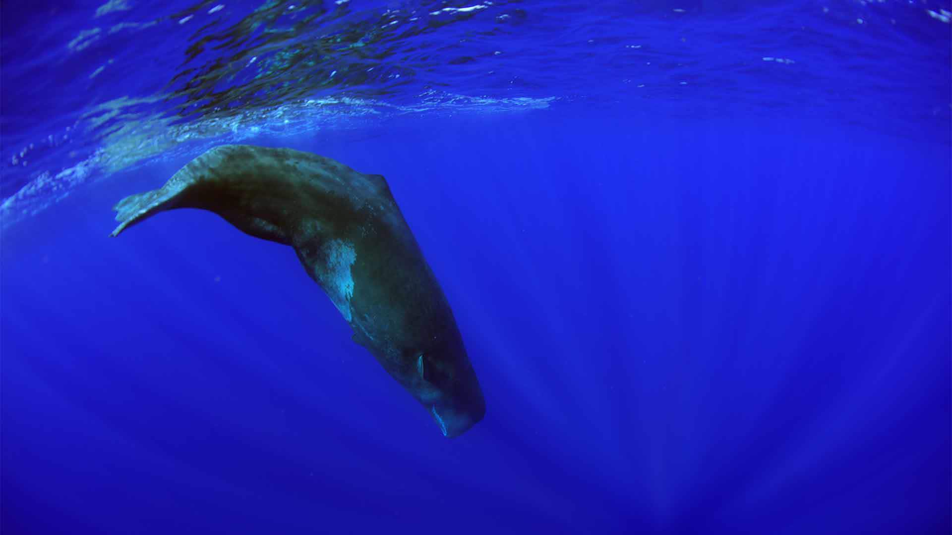 whale watching madeira 5