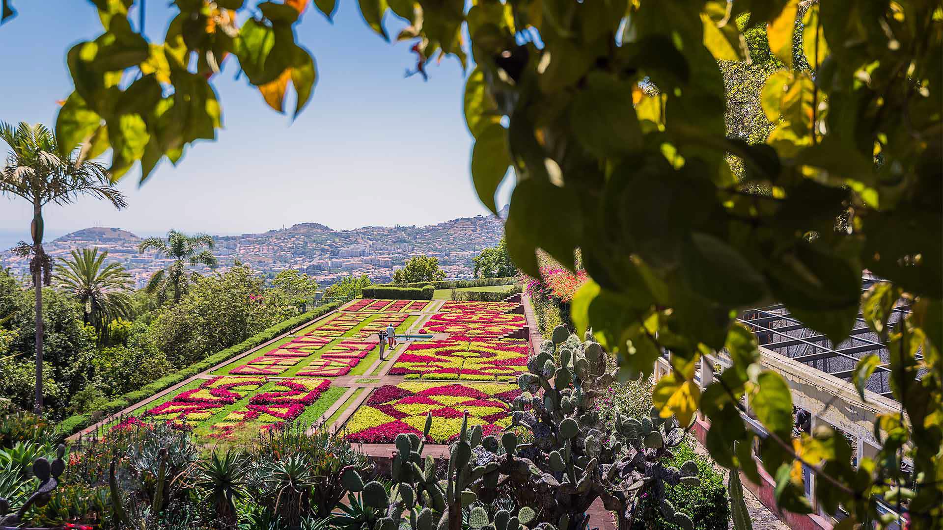 Colorful flowers at the Botanical Garden on Madeira Island.