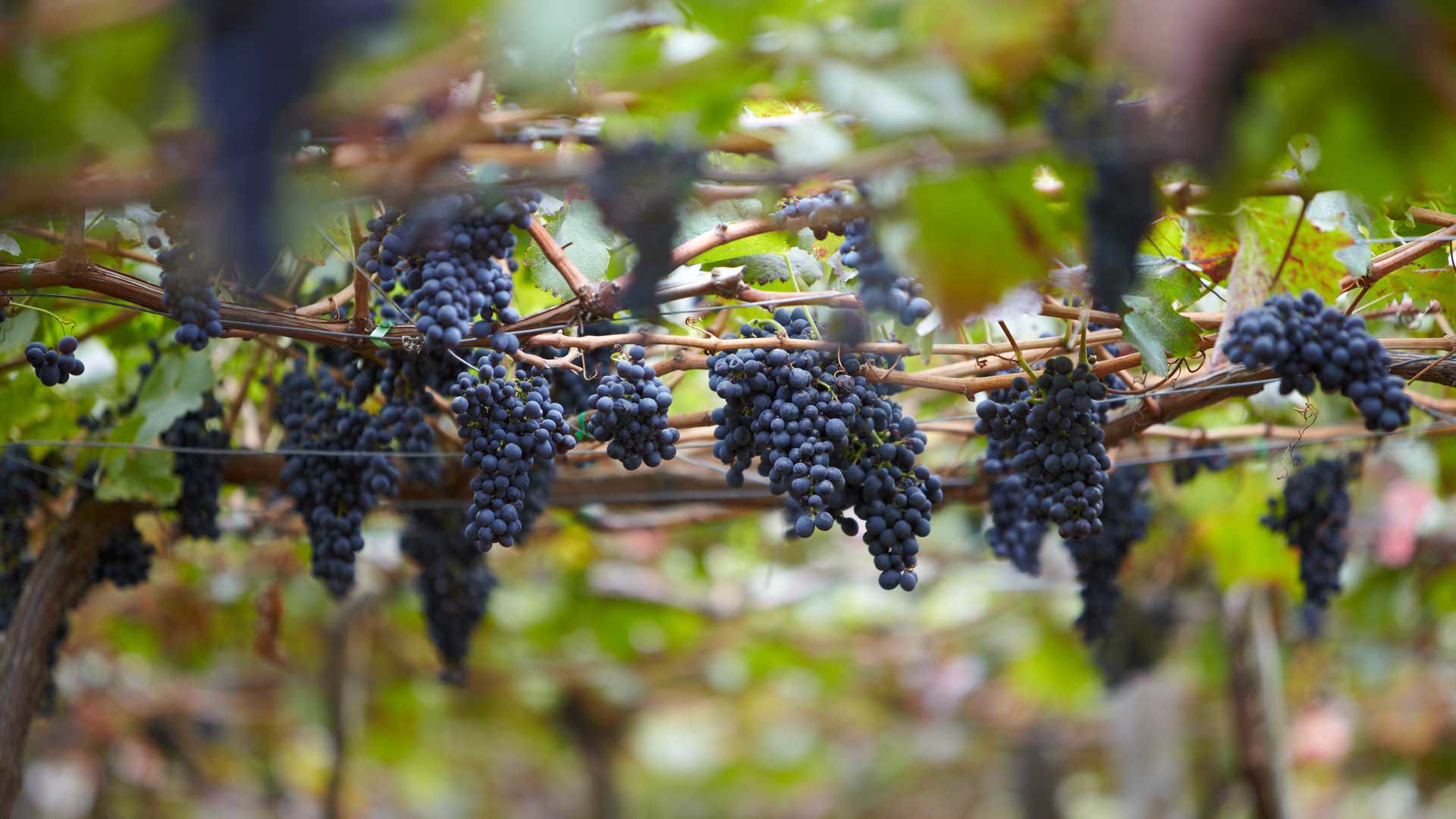 Quinta das vinhas