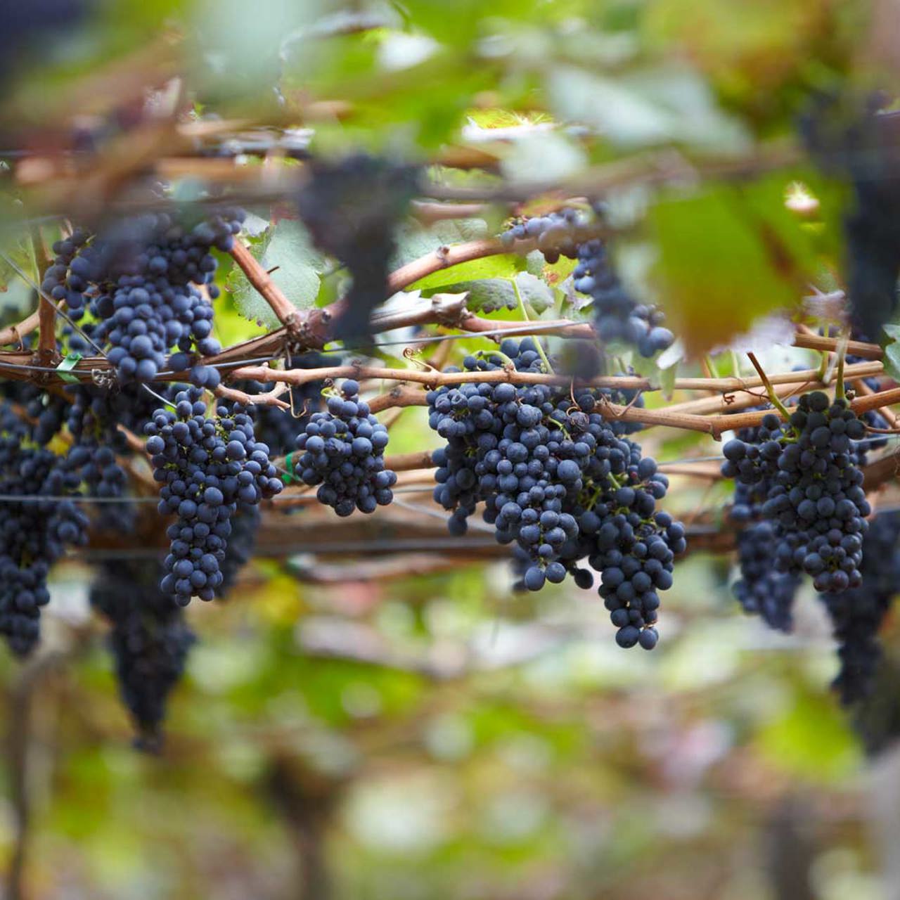 Quinta das vinhas