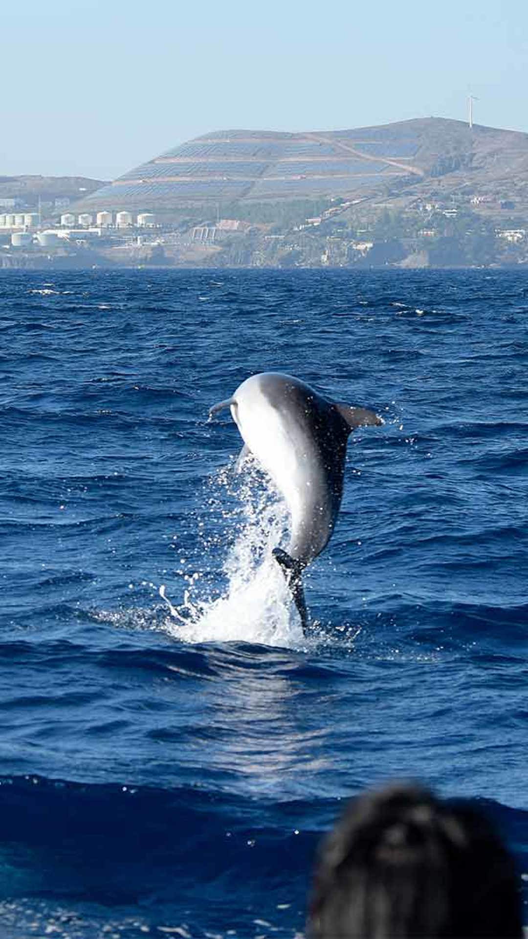 whale watching madeira 2