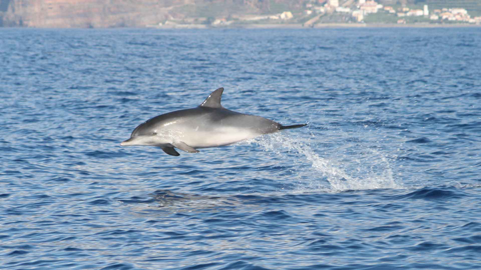 Observación de ballenas y delfines en funchal 1