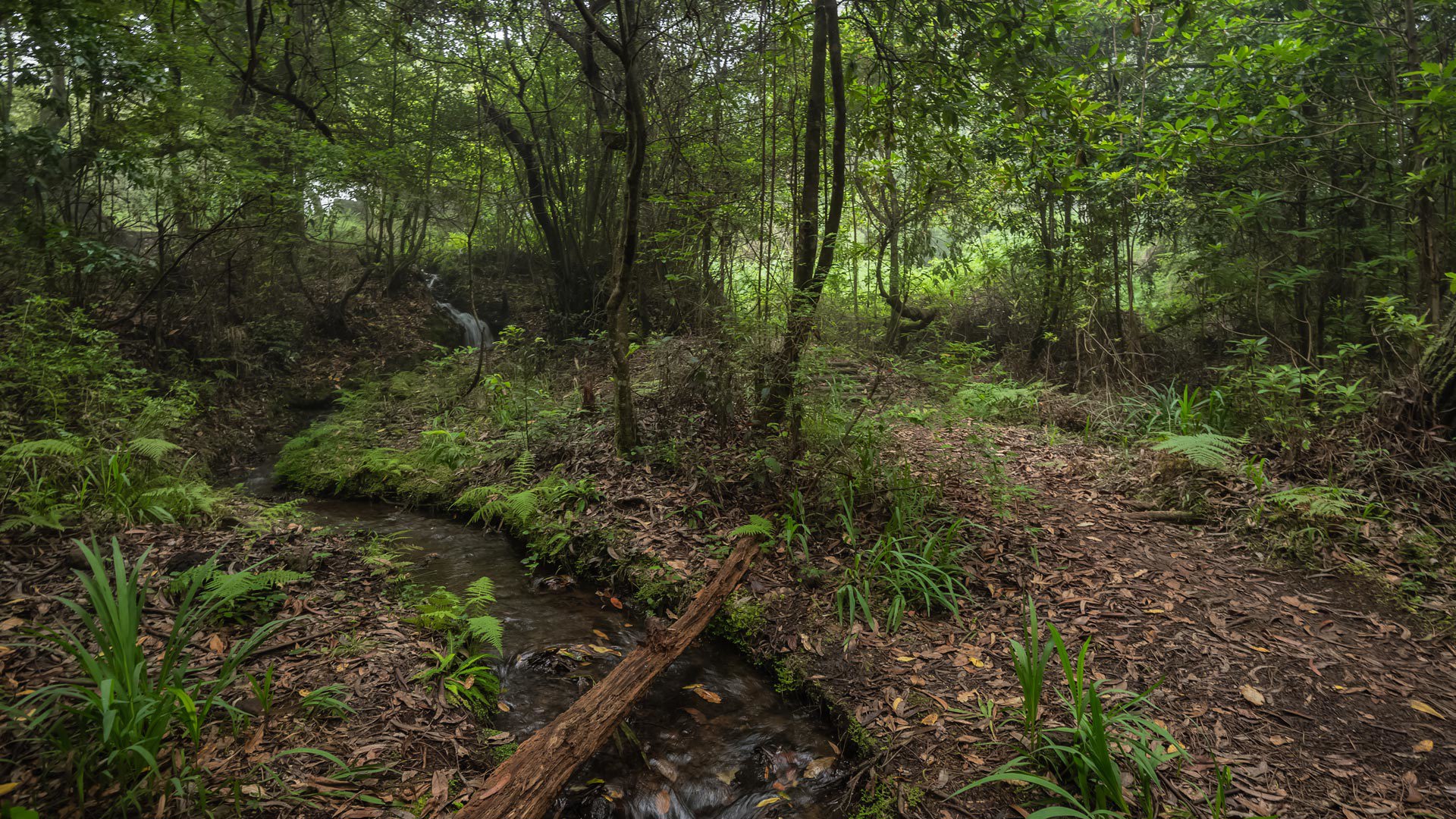 Vereda da Ribeira da Janela