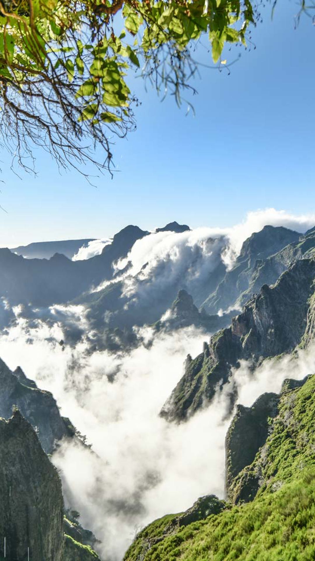Trees on mountain slope with clouds in the background in Madeira.