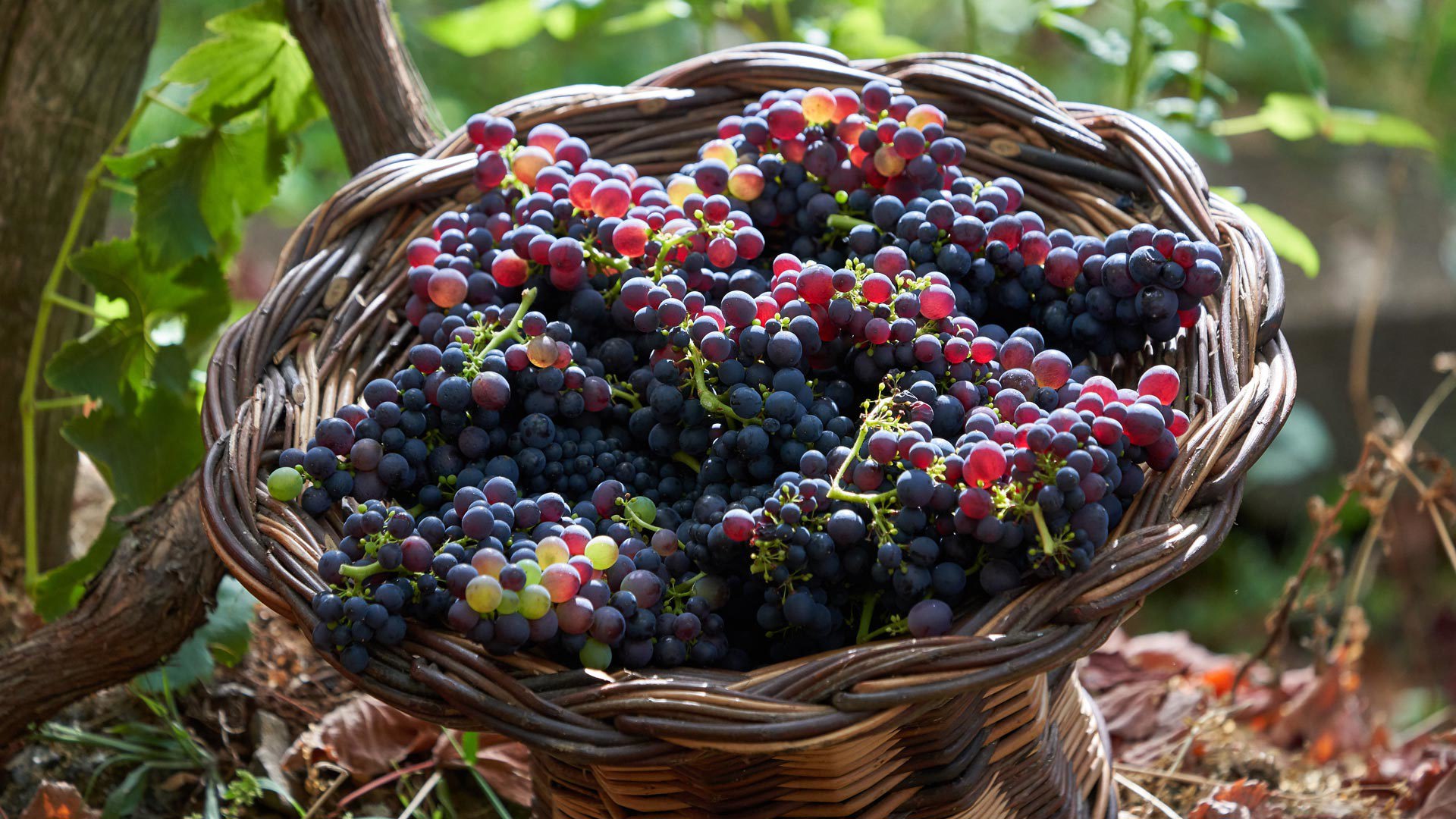 festival du vin