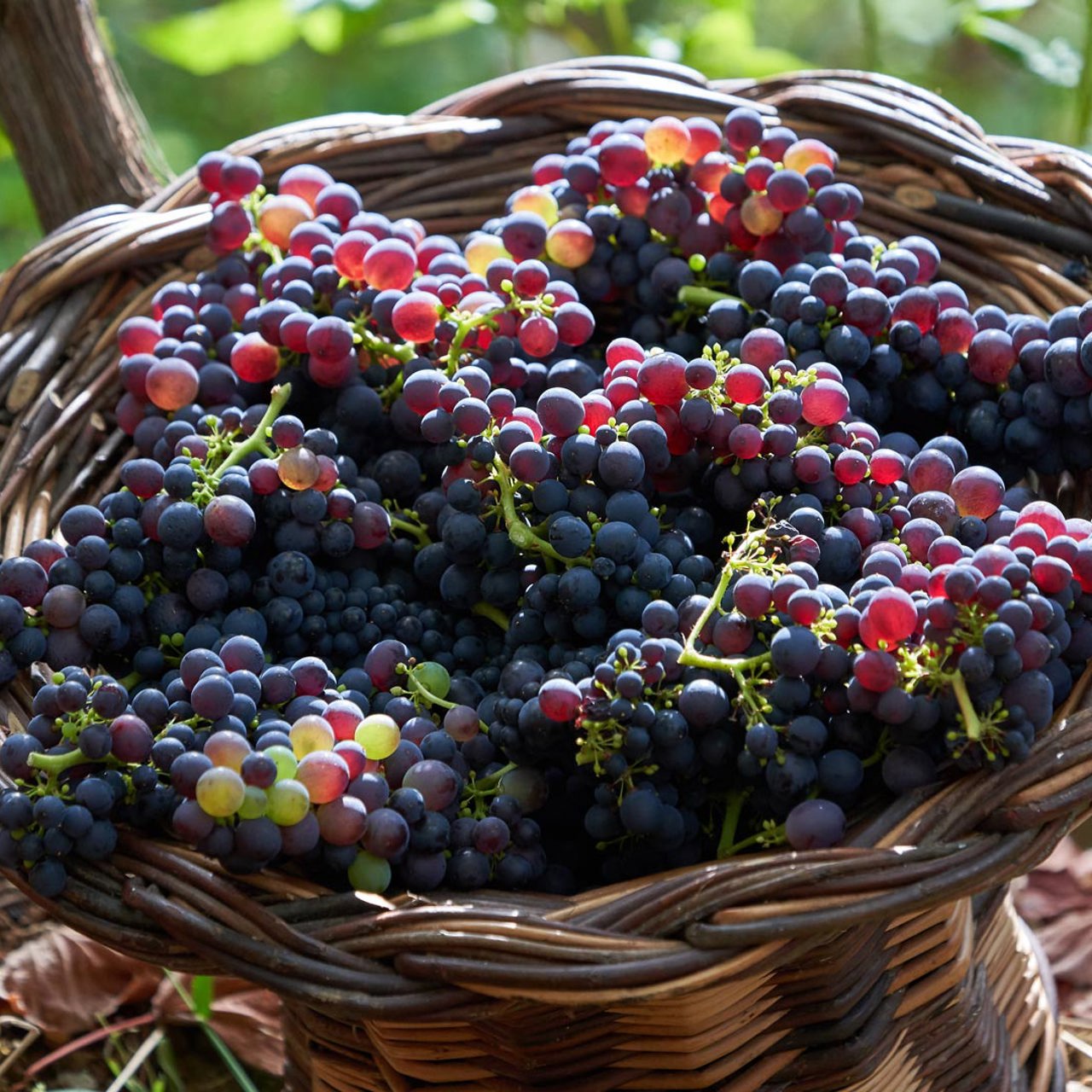 Wicker basket filled with fresh grapes.