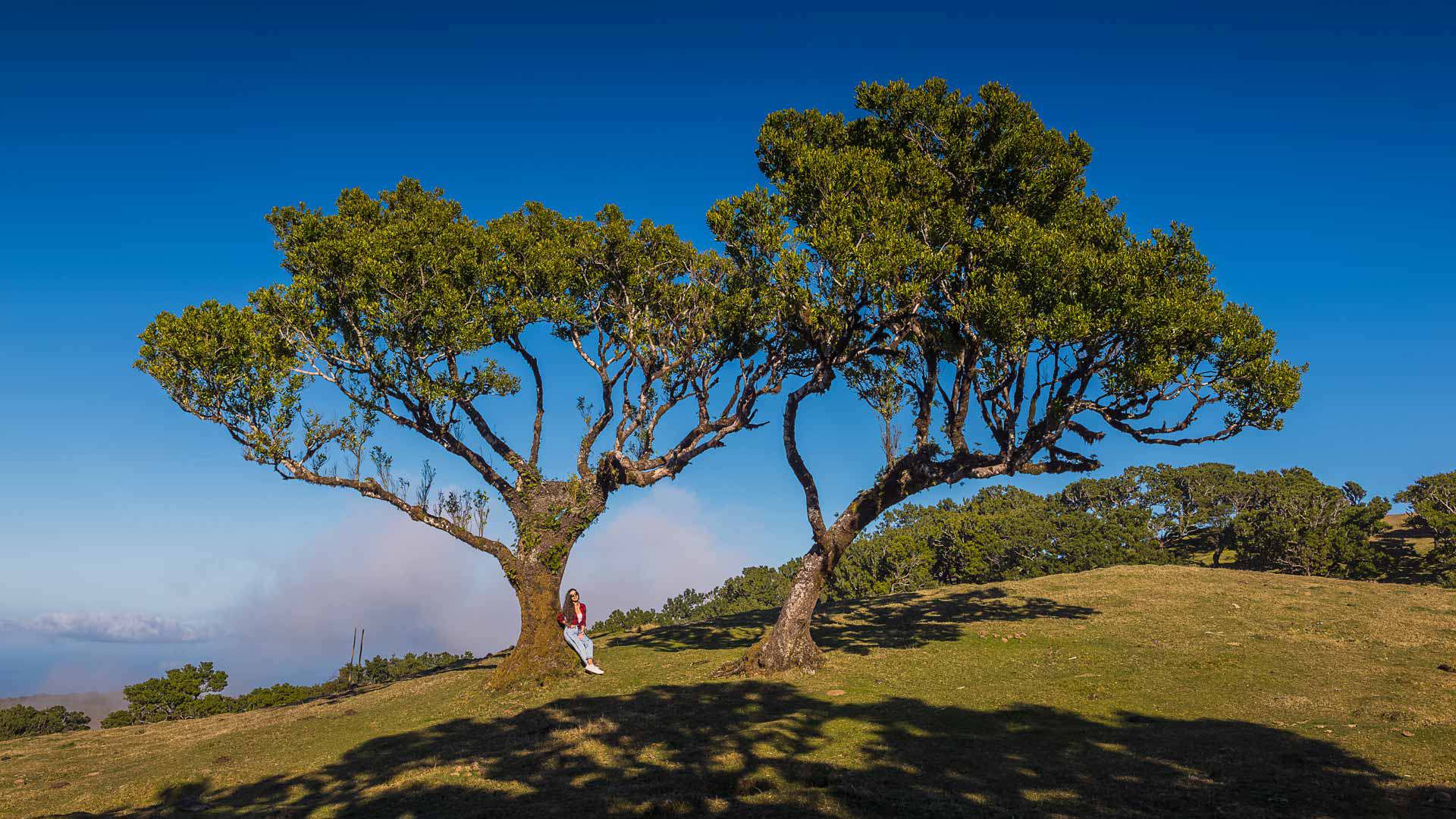 Woman standing between two trees in a natural Madeira landscape.