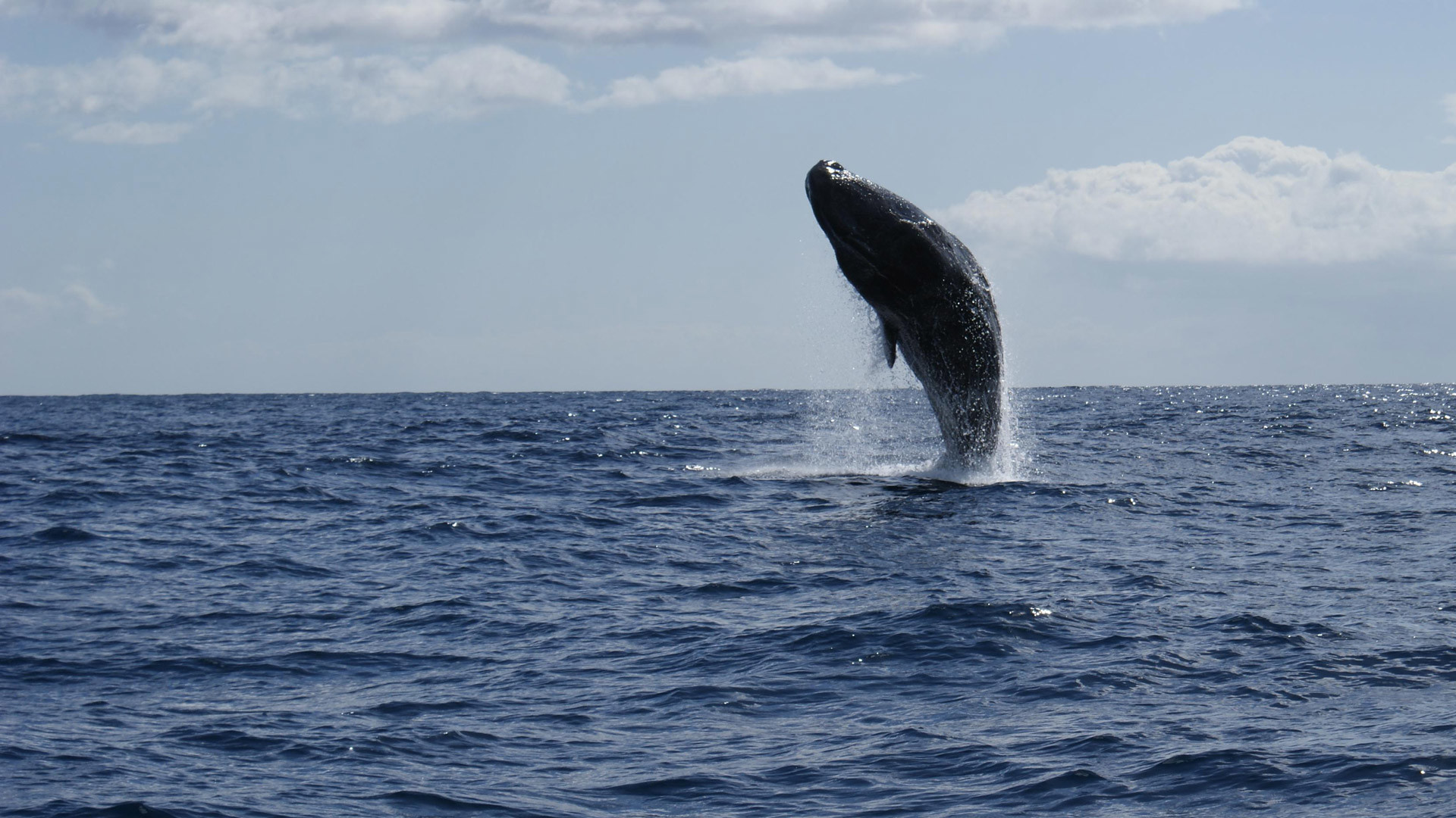 avistamiento de ballenas y delfines madeira 14