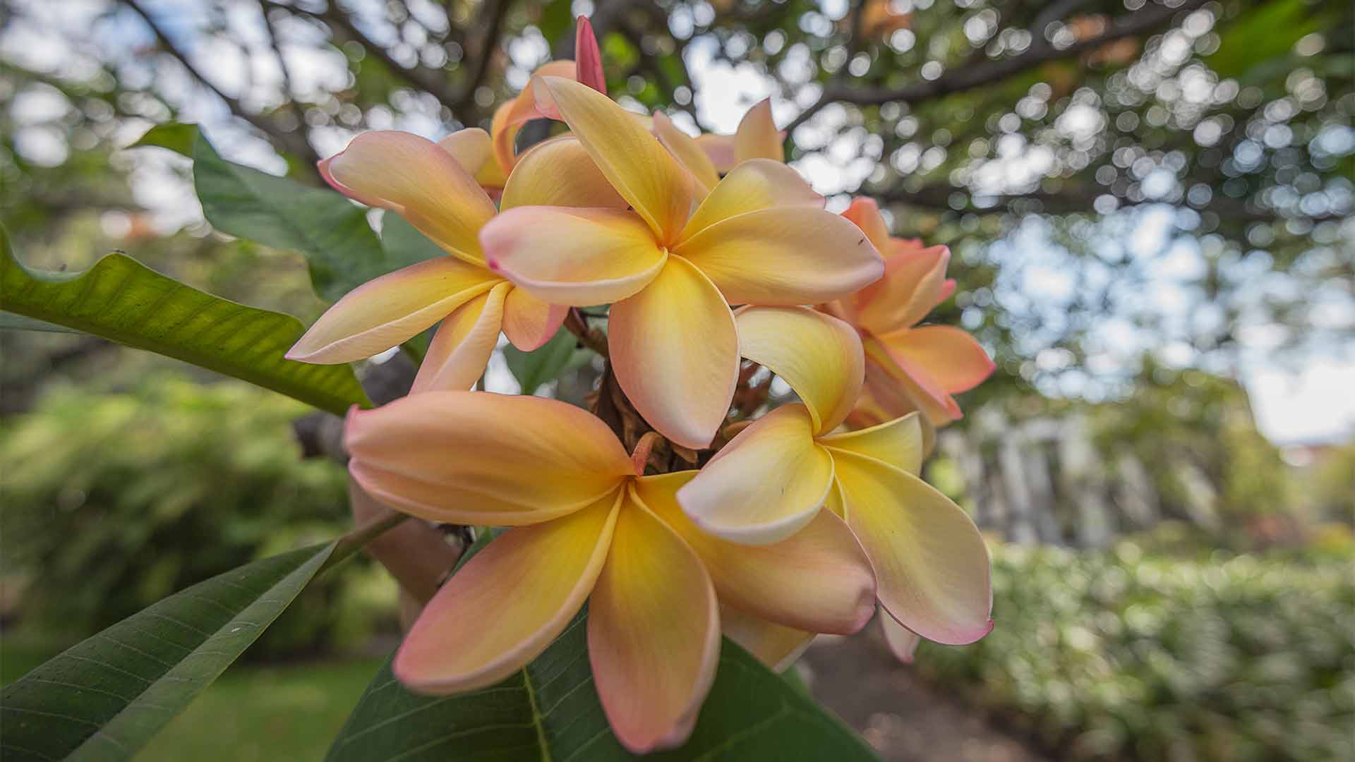 quinta das cruzes garden 1