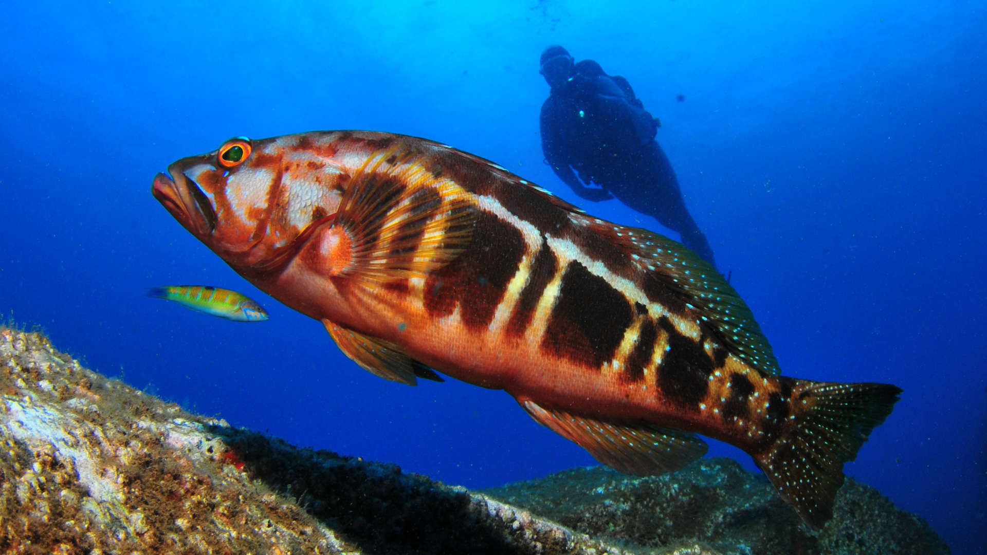 Buceo en caniçal 3