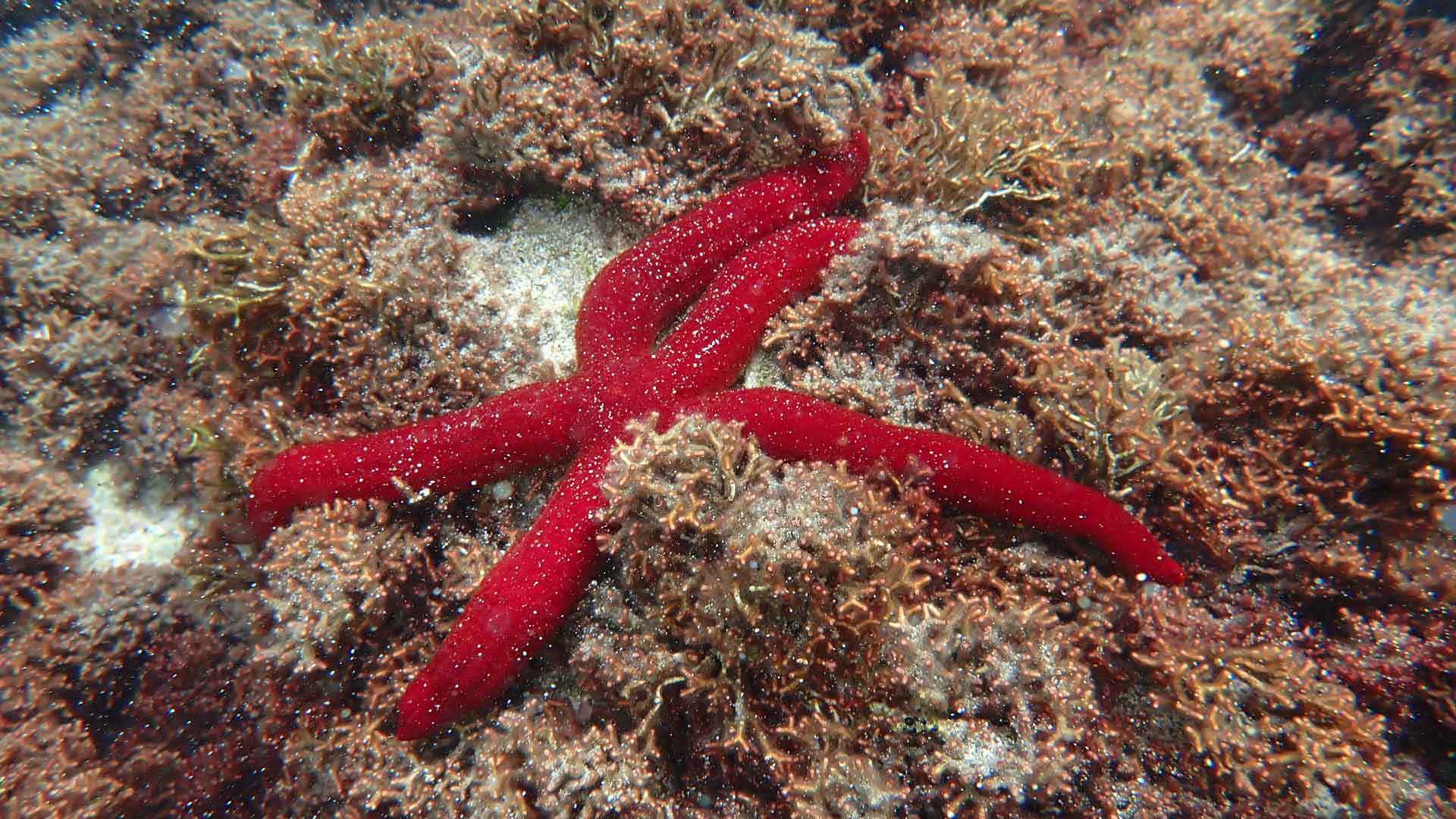 snorkeling in caniçal 2