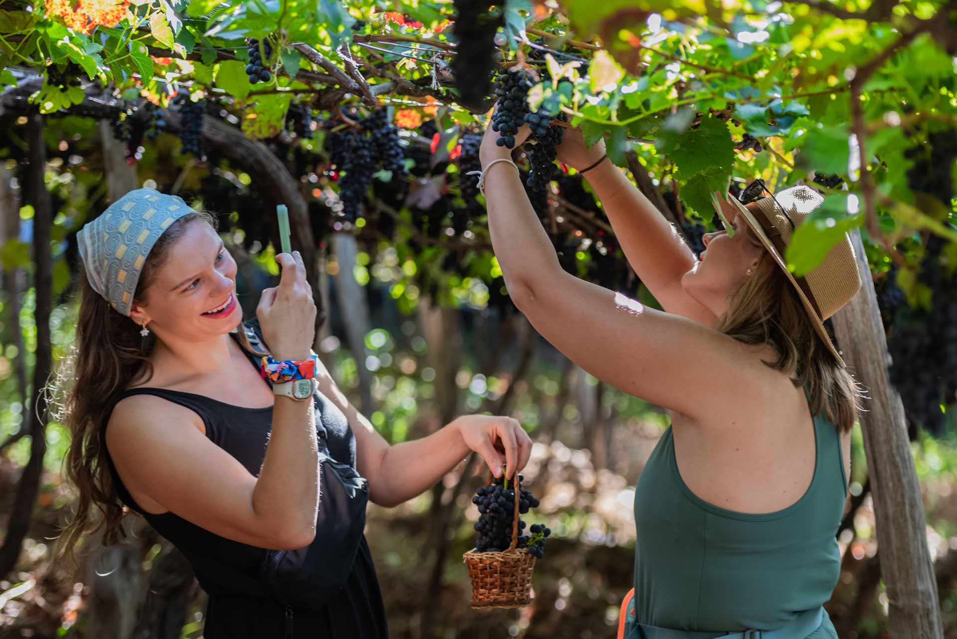 harvest wine festival