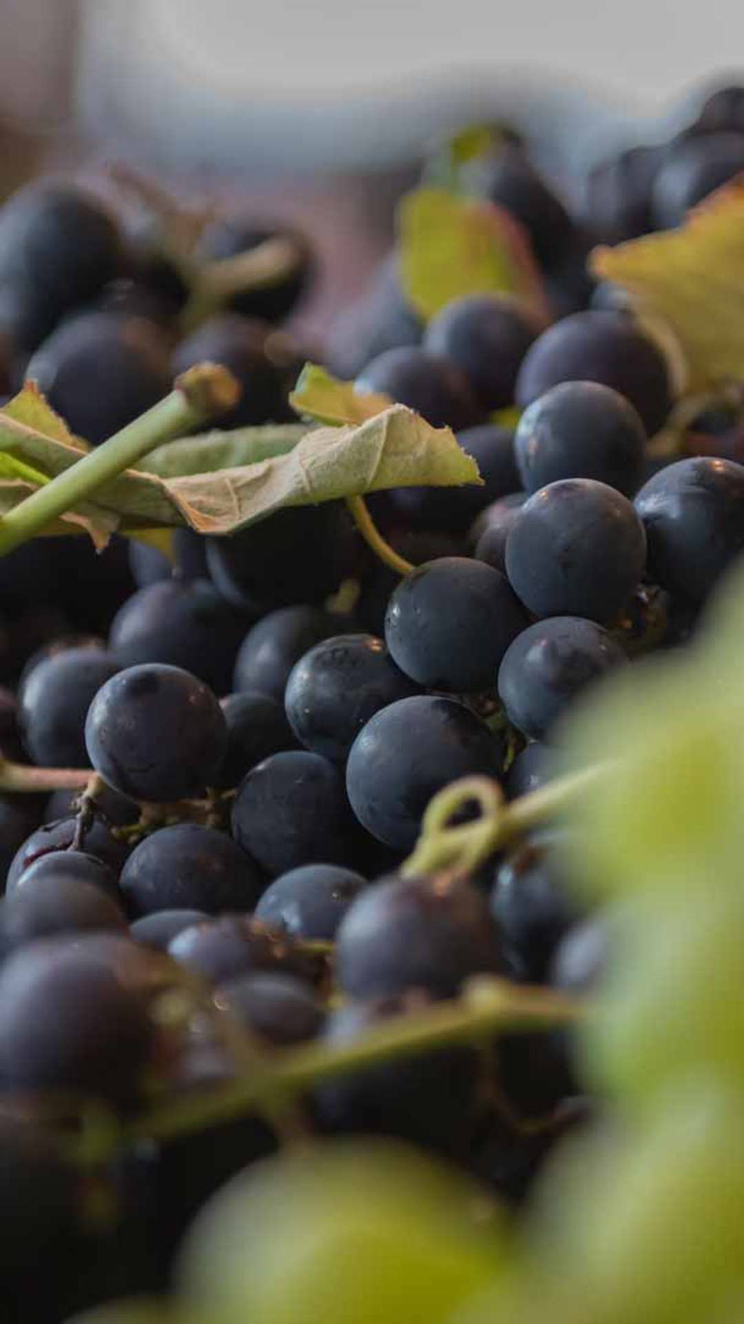 festival du vin de madère 5