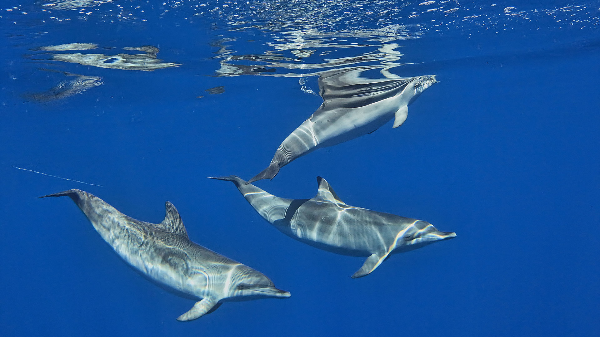 Observación de ballenas y delfines en Porto Santo 5