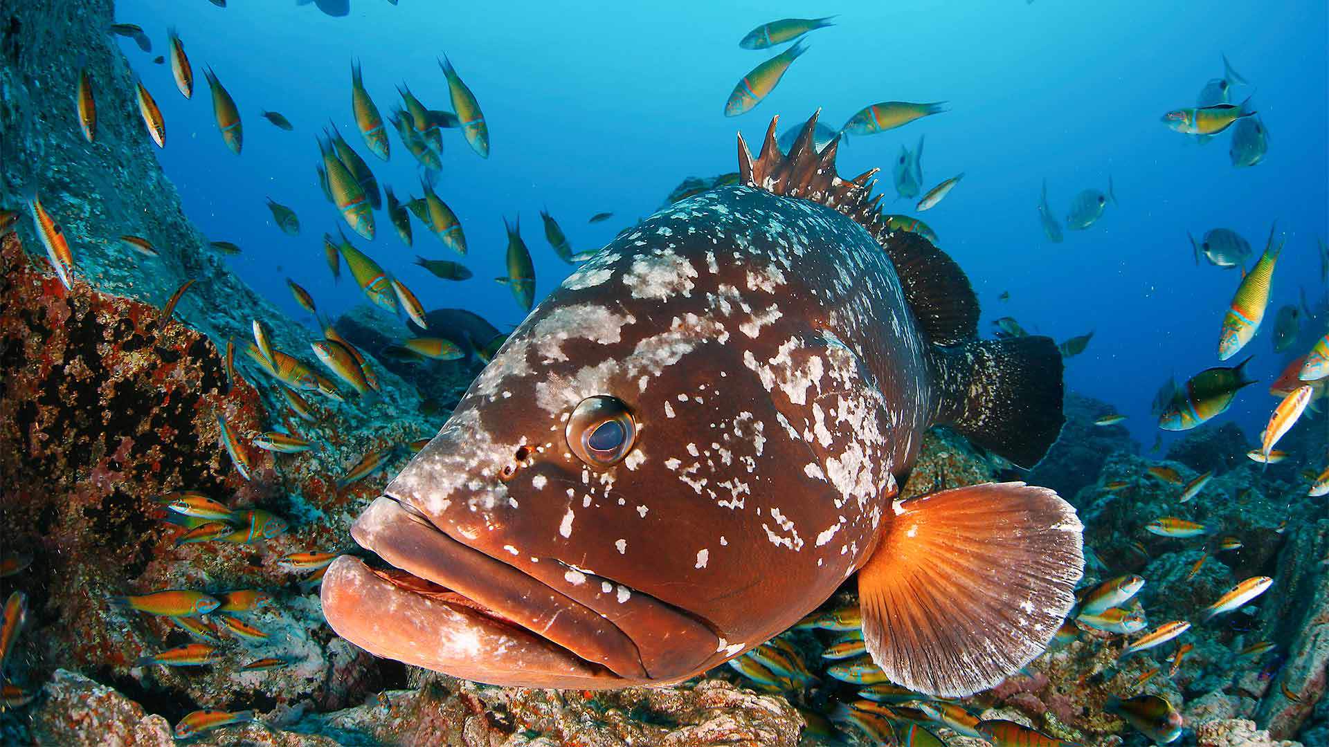 buceo en madeira 12