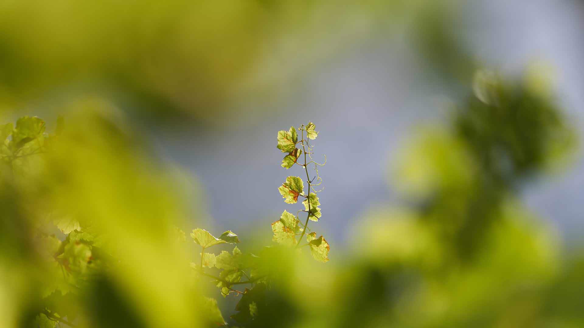 Close-up of lush nature on Madeira Island.