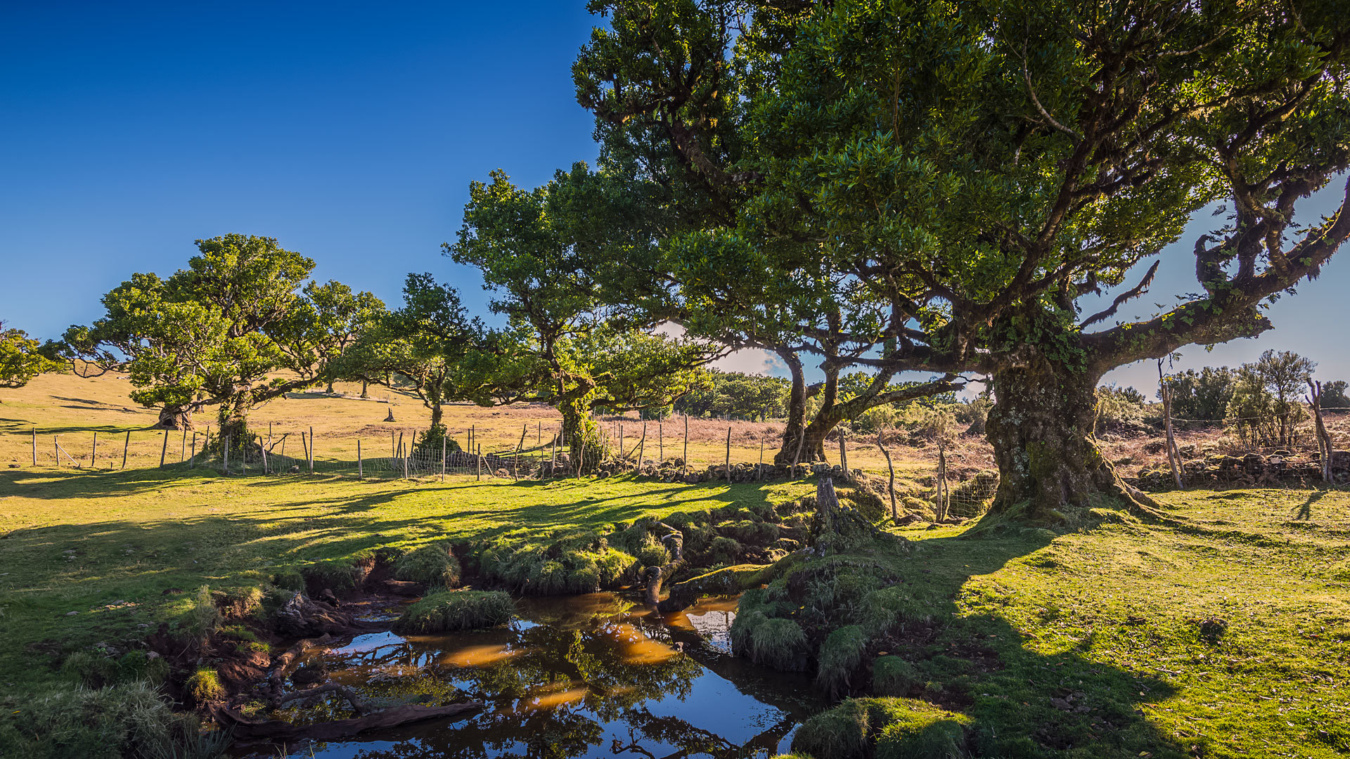 Wooden fence near a lake surrounded by trees in Madeira’s nature.