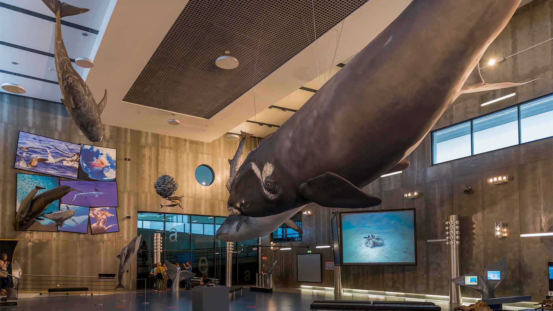 Museu da baleia 6