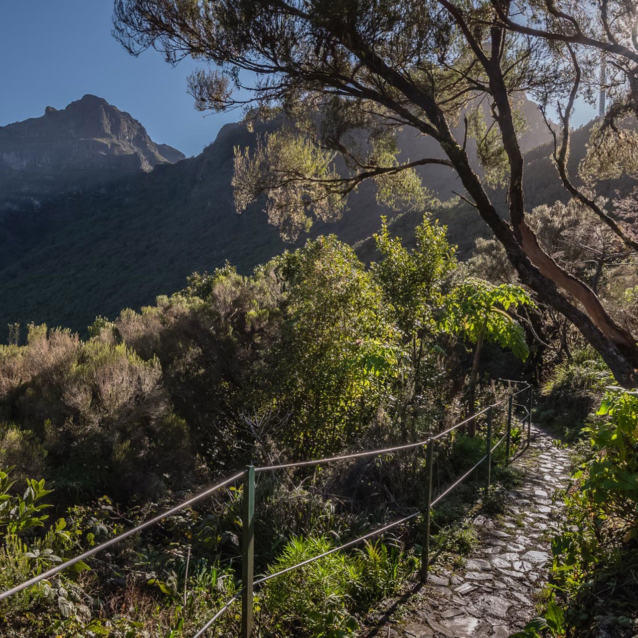 Wanderung durch die üppige Vegetation Madeiras.