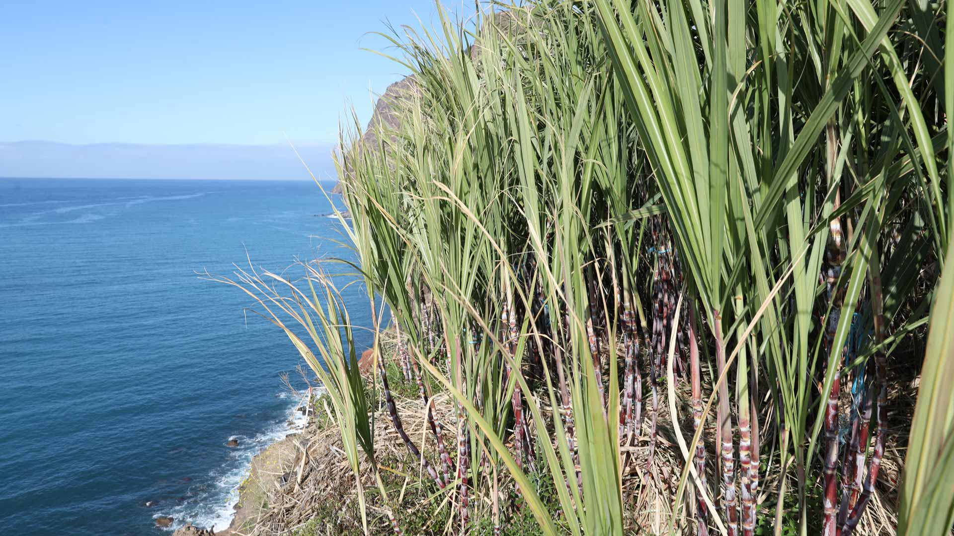 Costa da Madeira com campos de cana-de-açúcar e vista sobre o mar.