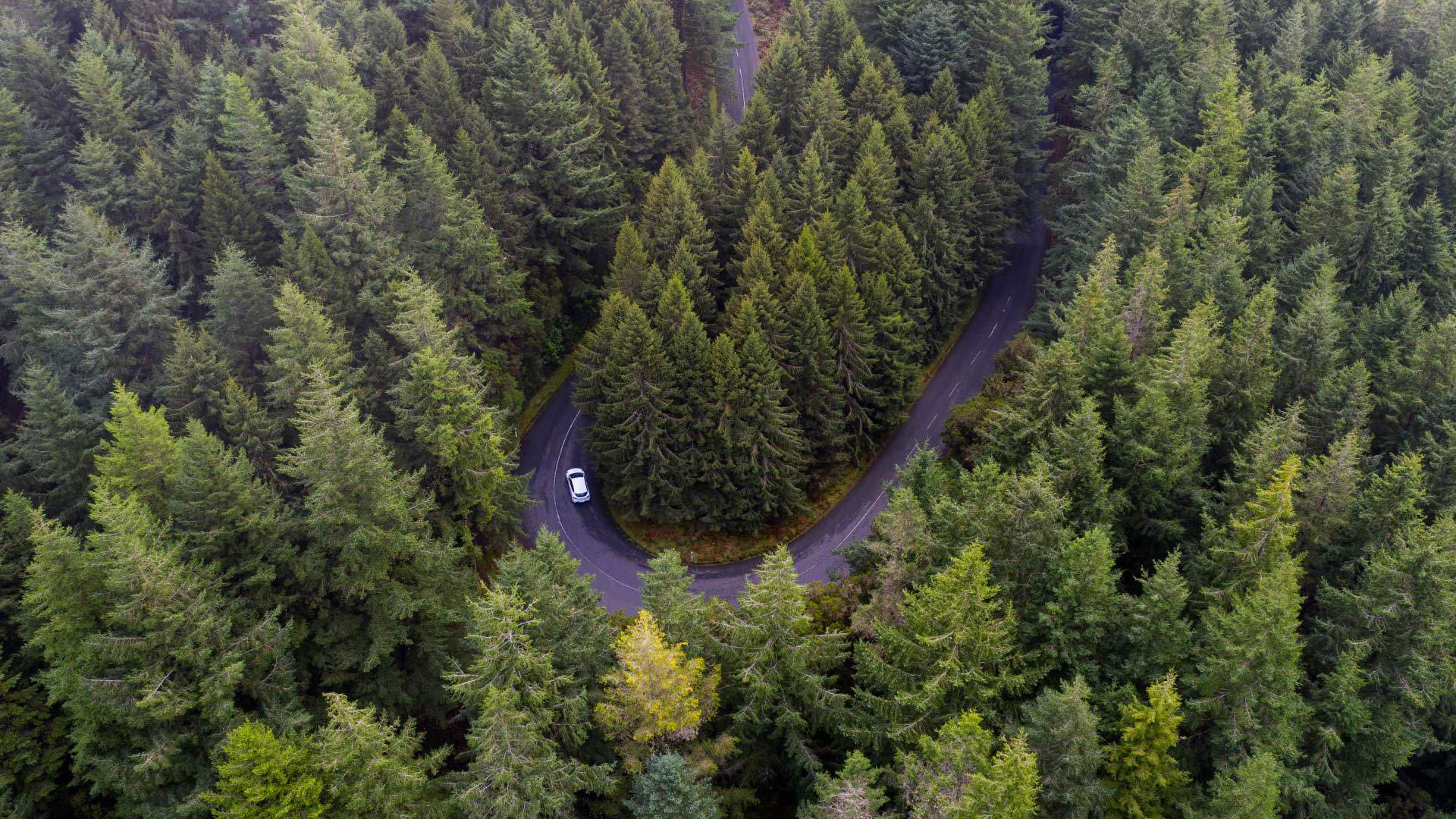 Road lined with trees with a car driving.