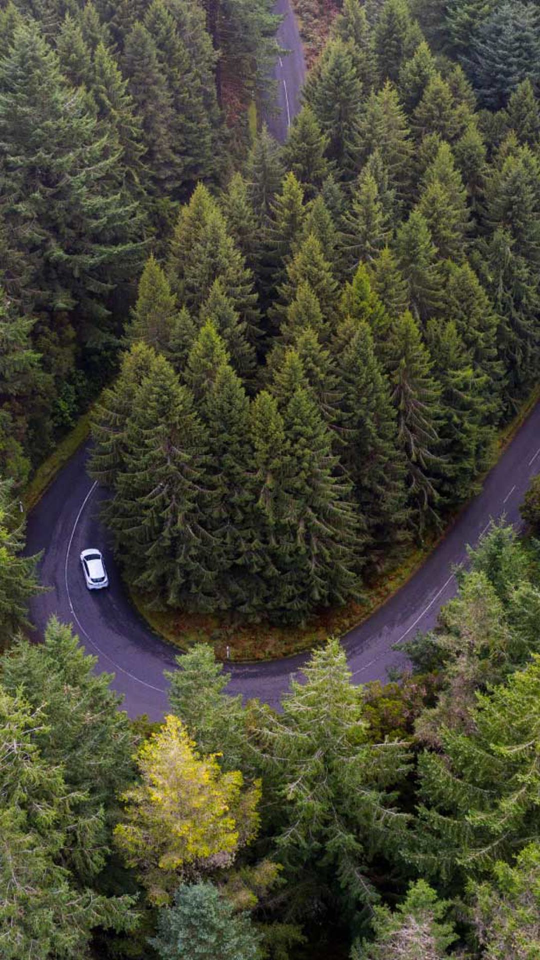 Road lined with trees with a car driving.
