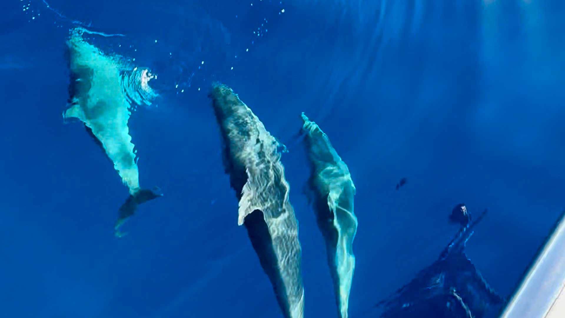 Observação de cetáceos a bordo do Aestus Private Charter no mar da Madeira.