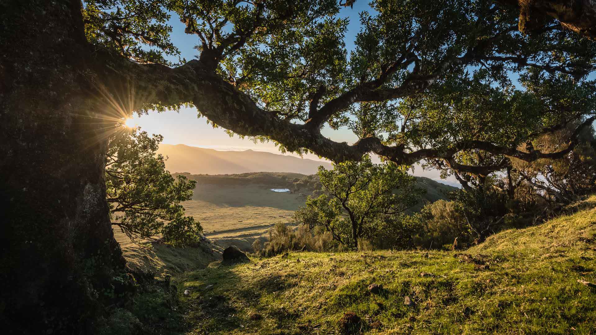 Sun rays shining through trees in a natural landscape of Madeira.
