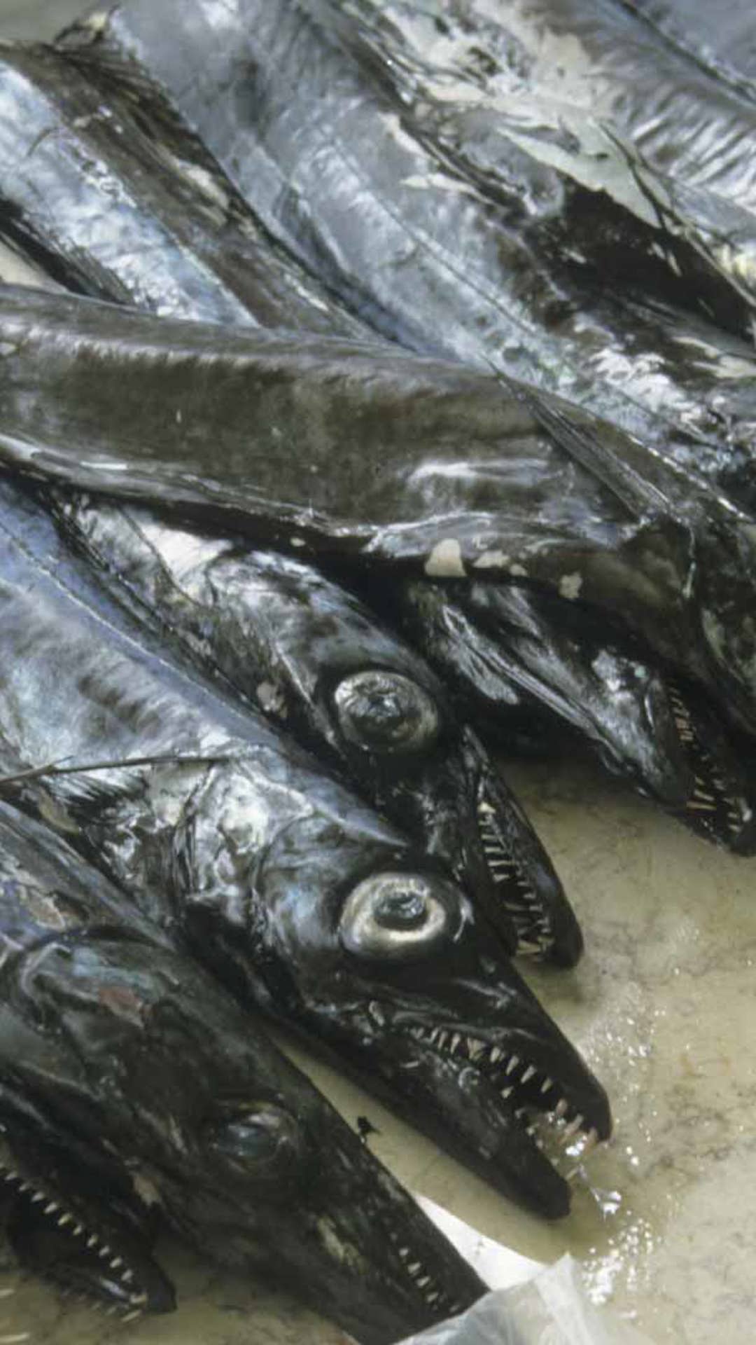 bauernmarkt madeira 16